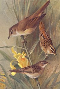 Grande Rousserolle, Phragmite aquatique, Locustelle tachetée