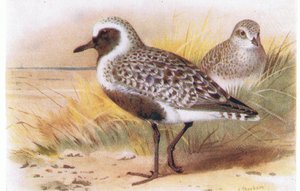 Pluvier argenté, de Birds of the British Isles and Their Eggs publié par Frederick Warne & Co Ltd, 1958