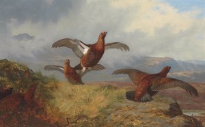 Grouse en vol - Archibald Thorburn
