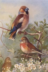 Gros-bec, linotte (mâle et femelle) - Archibald Thorburn