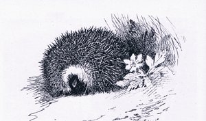 Hérisson, Nature en Grande-Bretagne publiée par Collins, 1946