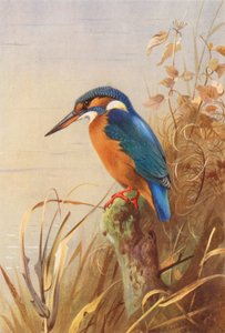 Martin-pêcheur