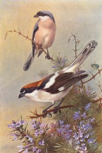Pie-grièche grise, Pie-grièche à tête rousse - Archibald Thorburn
