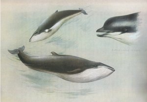 Petit rorqual et rorqual de Rudolph, de Mammifères de Thorburn publié par Longmans et Co, vers 1920 - Archibald Thorburn