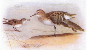 Bécasseau minute, de Birds of the British Isles and Their Eggs publié par Frederick Warne & Co Ltd, 1958