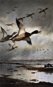 Canards en vol