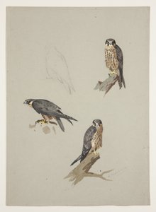 Faucon émerillon mâle, vers 1915 - Archibald Thorburn