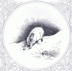 Lièvre des montagnes, pub. par Book Club Associates - Archibald Thorburn