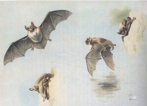 Chauve-souris de Natterer et chauve-souris de Daubenton, de Mammifères de Thorburn publié par Longmans et Co, vers 1920 - Archibald Thorburn
