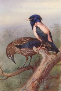 Casse-noisette, Étourneau Rosé (lithographie en couleur) - Archibald Thorburn