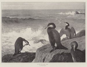 Sur la côte ouest sauvage