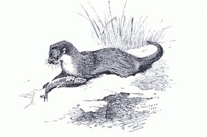Loutre avec poisson, de Mammifères de Thorburn publié par Longmans and Co, c. 1920