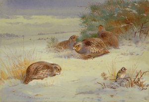 Perdrix et chardonneret dans un paysage d