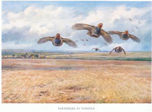 Perdrix dans le Norfolk, 1938