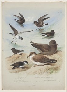 Pétrels, c.1915 - Archibald Thorburn