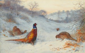 Faisan dans la neige