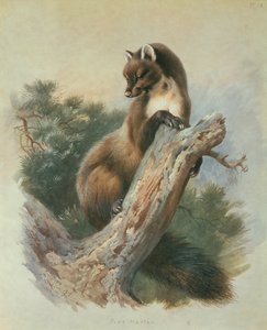 Martre des pins - Archibald Thorburn