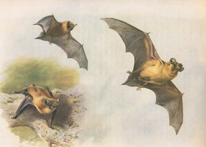 Pipistrelle ou chauve-souris commune, de Mammifères de Thorburn publié par Longmans et Co, vers 1920 - Archibald Thorburn