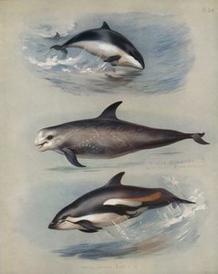 Marsouin, Grampus de Risso, Dauphin à flancs blancs - Archibald Thorburn