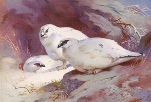 Lagopède (mâle et femelle, hiver) - Archibald Thorburn