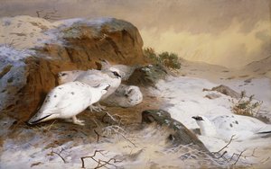 Lagopède dans la neige