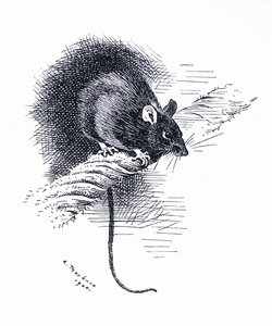 Rat, pub. par Book Club Associates