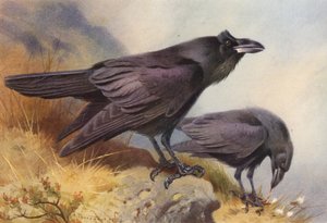 Corbeau