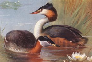 Grèbe jougris, Grèbe huppé - Archibald Thorburn