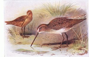 Bécassine à poitrine rousse, de Birds of the British Isles and Their Eggs publié par Frederick Warne & Co Ltd, 1958