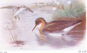 Phalarope à bec étroit (été et automne), de Birds of the British Isles and Their Eggs publié par Frederick Warne & Co Ltd, 1958 - Archibald Thorburn