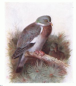 Pigeon ramier, de Birds of the British Isles and Their Eggs publié par Frederick Warne & Co Ltd, 1958 - Archibald Thorburn