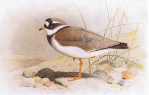 Pluvier à collier, de Birds of the British Isles and Their Eggs publié par Frederick Warne & Co Ltd, 1958 - Archibald Thorburn