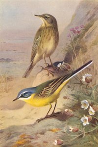 Pipit des rochers, Bergeronnette printanière - Archibald Thorburn