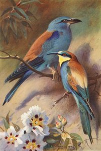 Rollier, Guêpier - Archibald Thorburn