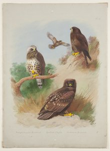 Buse pattue, aigle tacheté et buse variable, vers 1915 - Archibald Thorburn