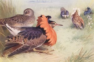 Ruff (quatre types de mâles et femelle) - Archibald Thorburn