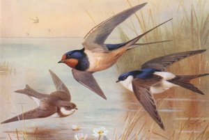 Hirondelle de rivage, Hirondelle, Martin - Archibald Thorburn