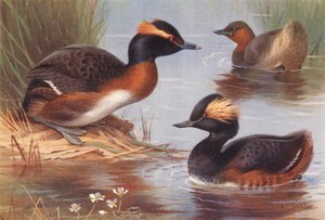 Grèbe esclavon, Grèbe castagneux, Grèbe à cou noir - Archibald Thorburn