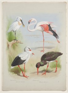 Spatule, flamant rose et cigogne, vers 1915 - Archibald Thorburn