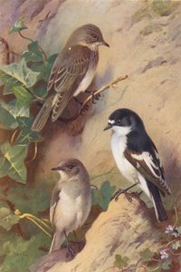 Gobemouche Gris, Gobemouche Noir (mâle et femelle)