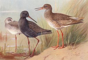 Chevalier arlequin (été et automne), Chevalier gambette - Archibald Thorburn