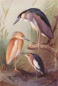 Héron crabier, Bihoreau gris, Blongios nain