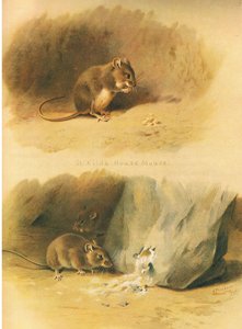 Souris de St Kilda et souris commune, de Mammifères de Thorburn publié par Longmans et Co, vers 1920