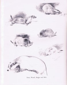Hermine, belette, blaireau et taupe, 1938