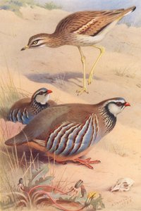 Œdicnème criard, Perdrix rouge (mâle et femelle)