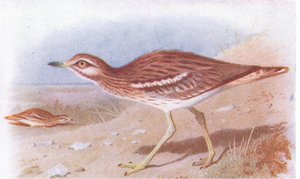 Œdicnème criard, de Birds of the British Isles and Their Eggs publié par Frederick Warne & Co Ltd, 1958