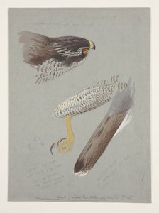 Études de tête, pied et aile de l