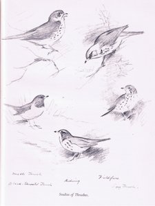 Étude de grives, 1938