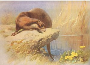 La Loutre, de Mammifères de Thorburn publié par Longmans and Co, vers 1920