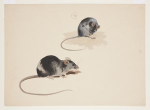 Deux études de rat noir, c.1915